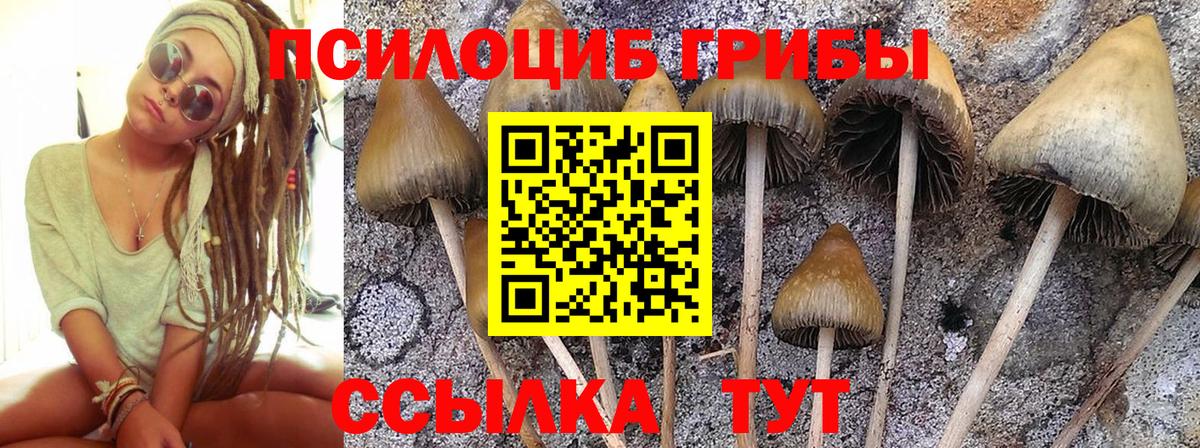 Псилоцибиновые грибы Psilocybine cubensis  Вход с VPN  Минусинск 