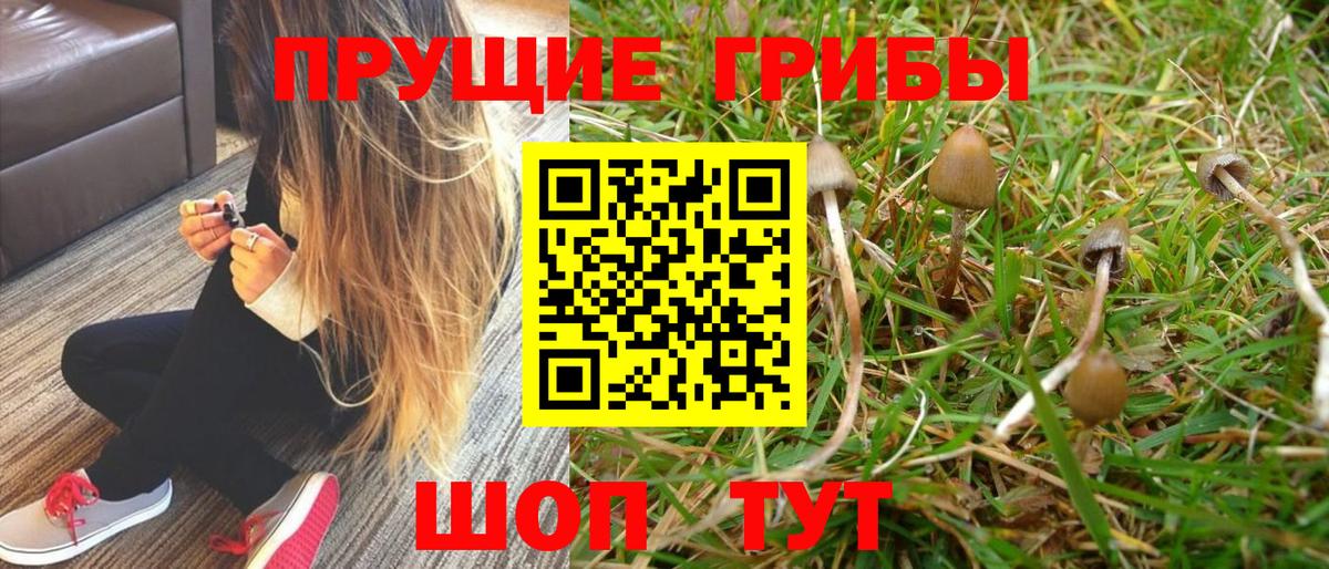 Псилоцибиновые грибы Psilocybe Минусинск